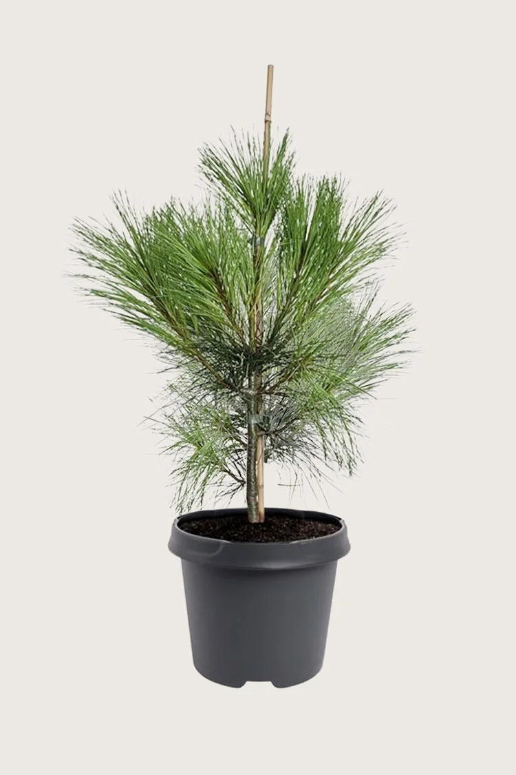 Tåre-fyr 125cm Vel forgrenet | Plantinavia