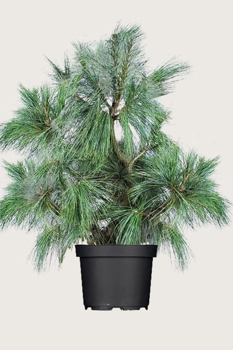 Tåre-fyr 225cm Vel forgrenet | Plantinavia