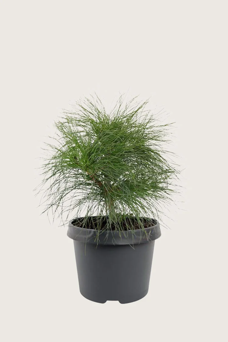 Tåre-fyr 60cm Vel forgrenet | Plantinavia