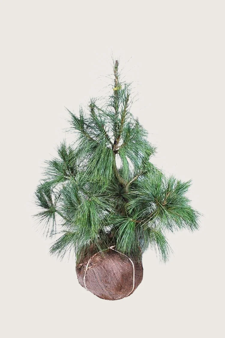 Tåre-fyr 125cm Vel forgrenet | Plantinavia