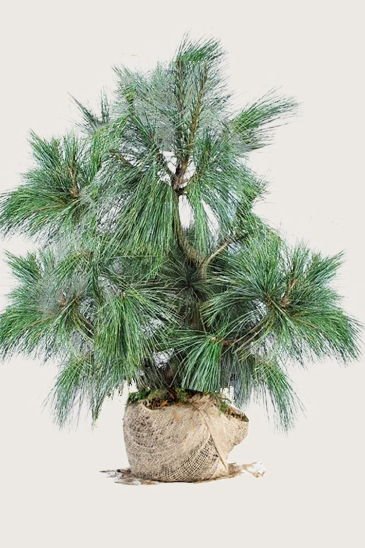 Tåre-fyr 250cm Vel forgrenet | Plantinavia