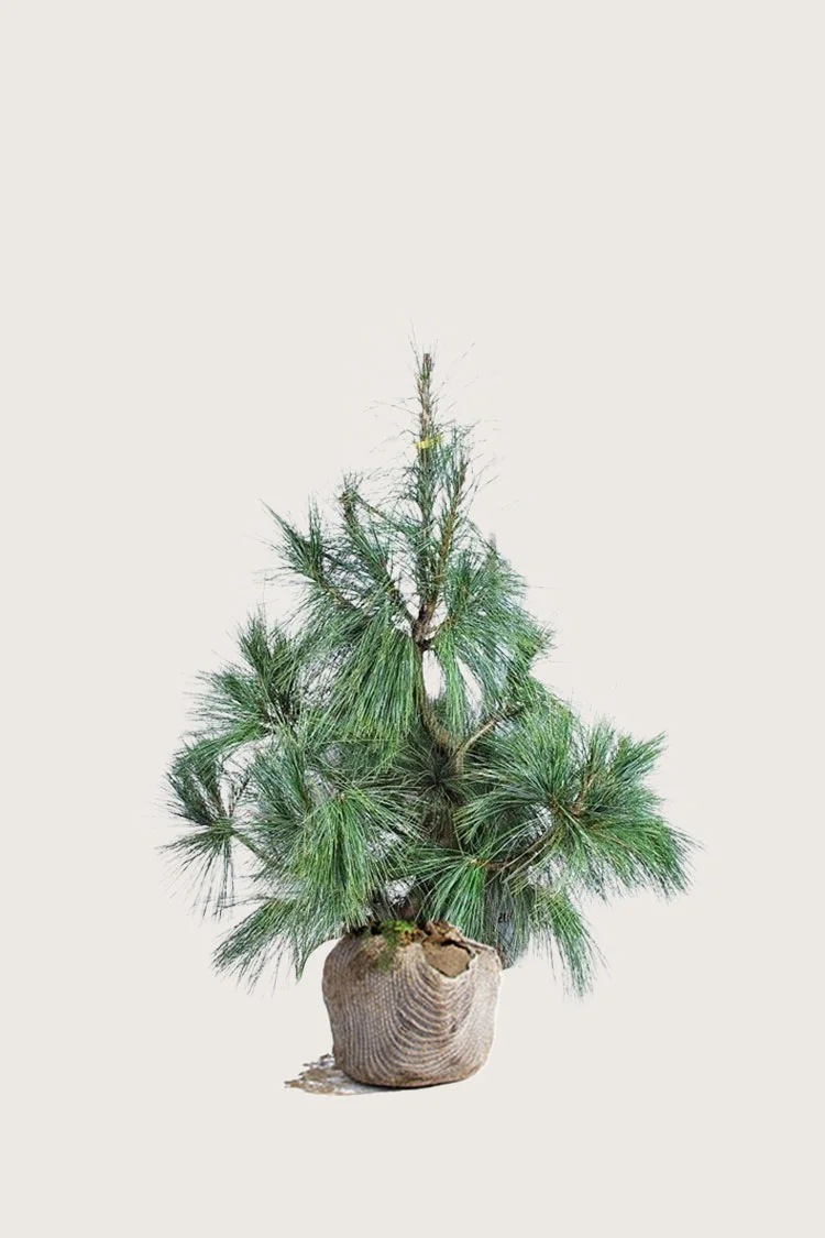 Tåre-fyr 60cm Vel forgrenet | Plantinavia