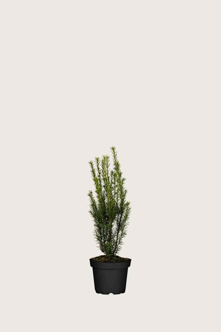 Taks 'Groenland' 20cm Forgrenet | Plantinavia