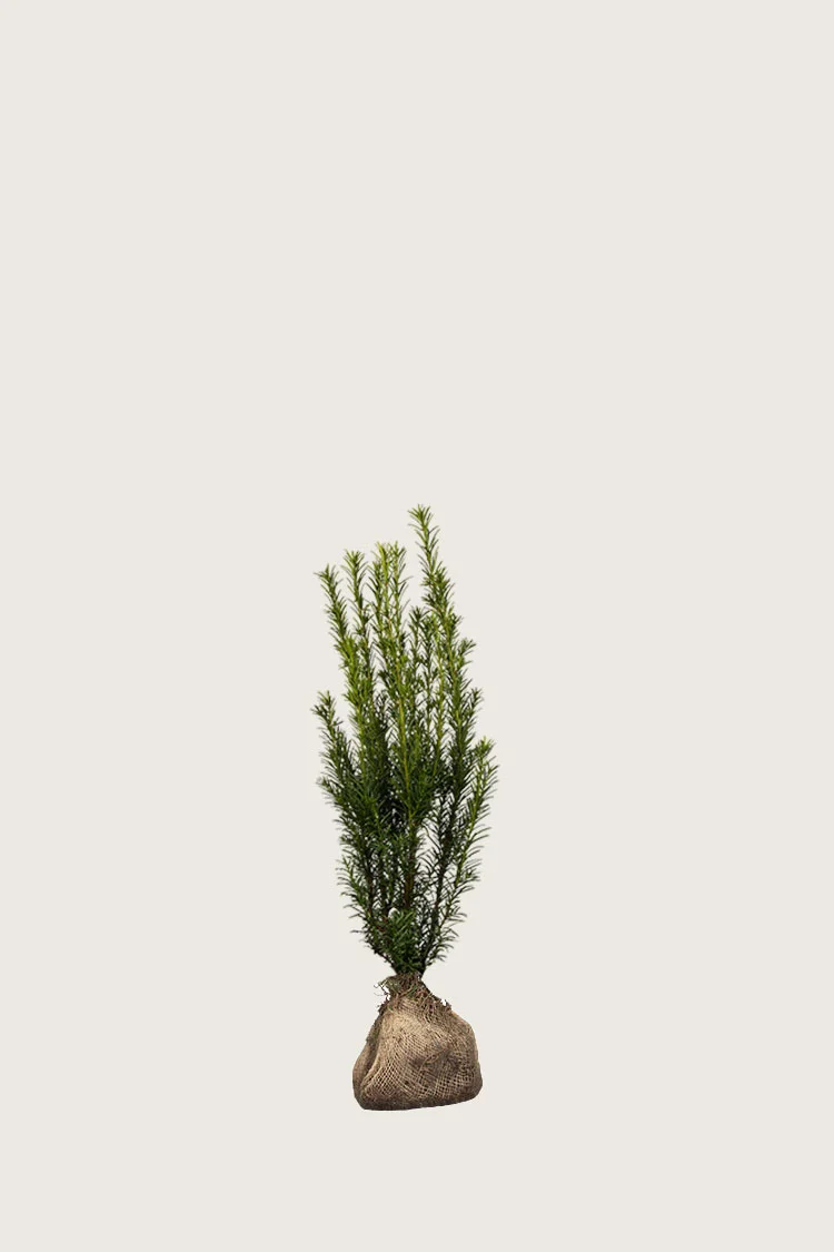 Taks 'Groenland' 80cm Vel forgrenet | Plantinavia