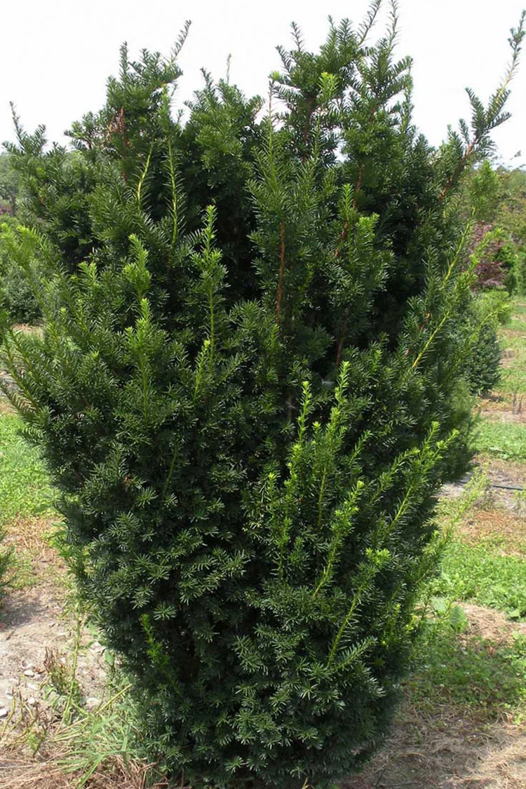 Taks Hicksii 100cm Vel forgrenet | Plantinavia