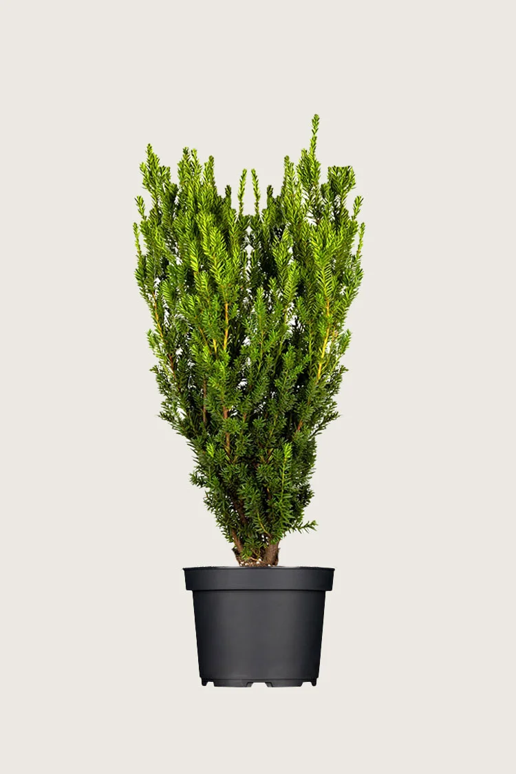 Taks Hicksii 150cm Forgrenet | Plantinavia
