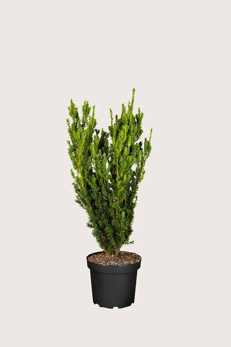 Taks Hicksii 80cm Forgrenet | Plantinavia