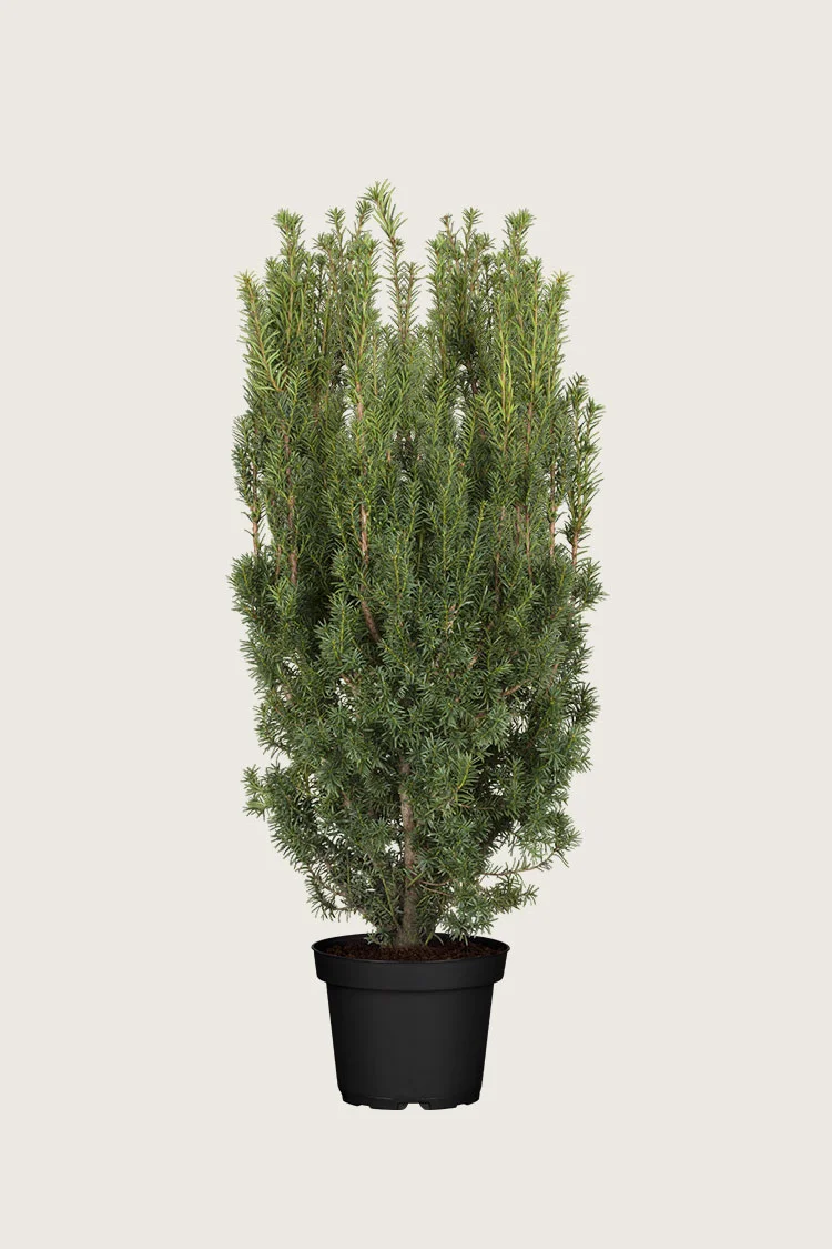 Taks Hicksii 125cm Vel forgrenet | Plantinavia