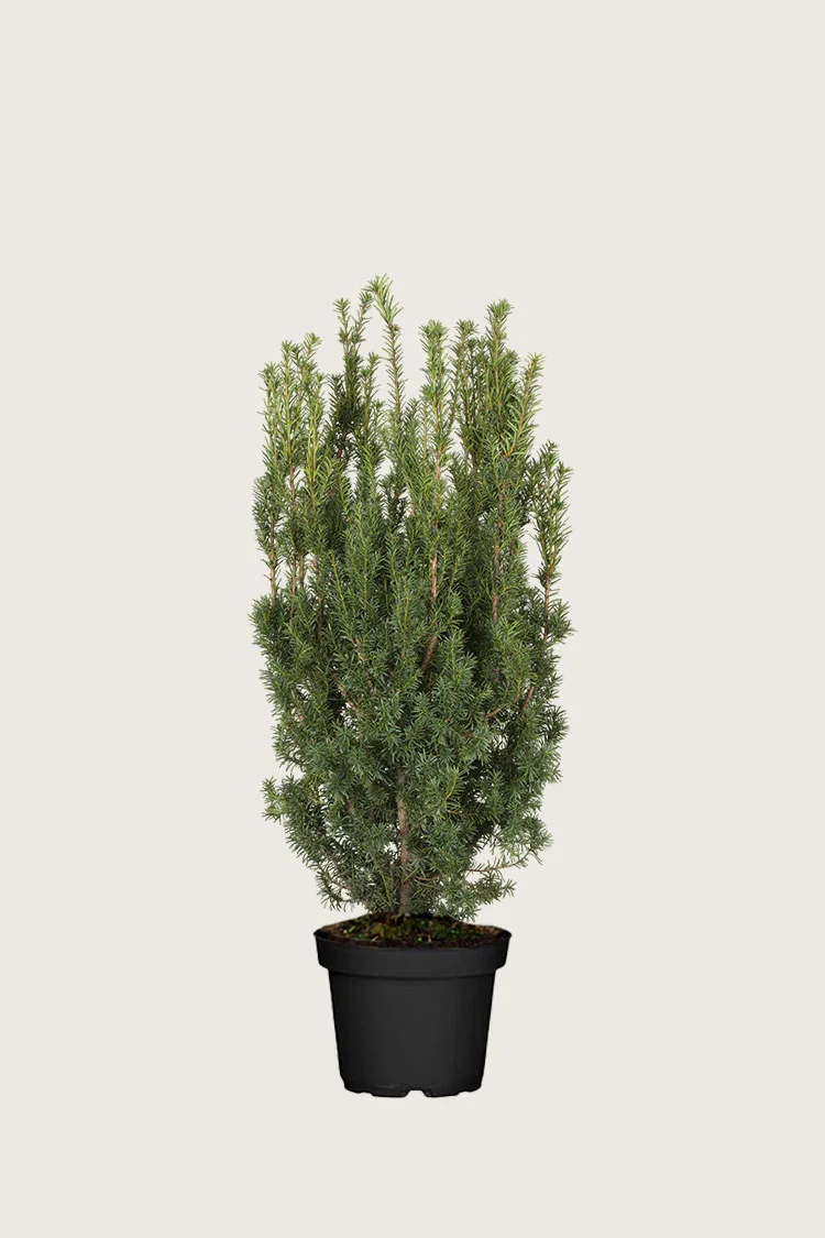 Taks Hicksii 80cm Vel forgrenet | Plantinavia