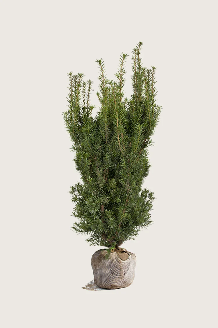 Taks Hicksii 125cm Forgrenet | Plantinavia