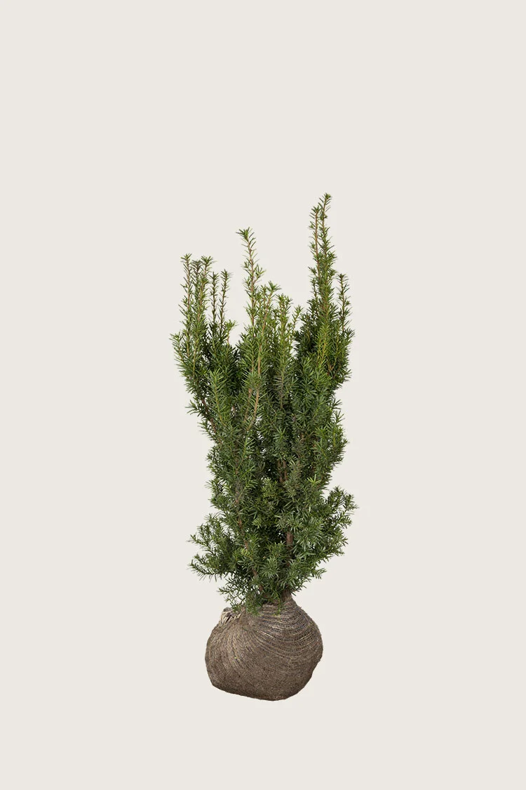 Taks Hicksii 80cm Forgrenet | Plantinavia