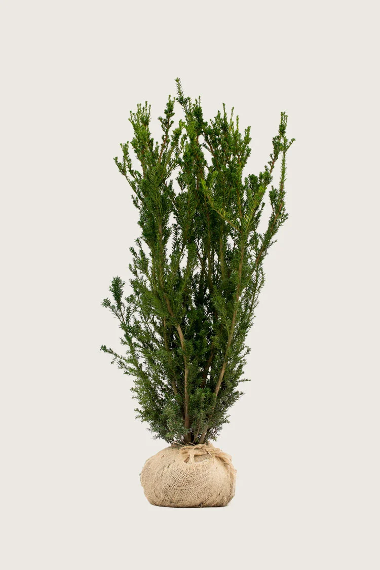 Taks Hicksii 150cm Vel forgrenet | Plantinavia