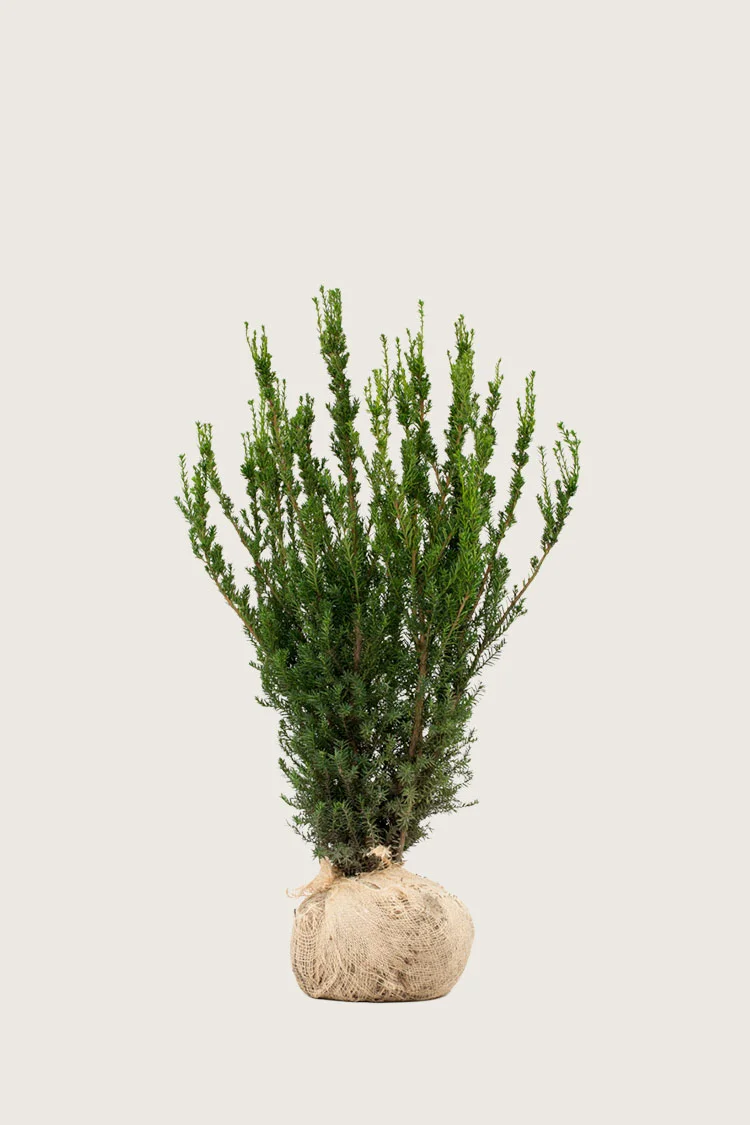 Taks Hicksii 40cm Vel forgrenet | Plantinavia