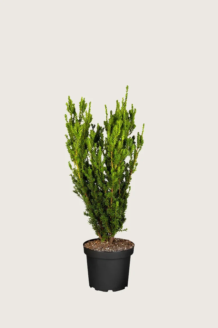 Taks Hillii 60cm Forgrenet | Plantinavia
