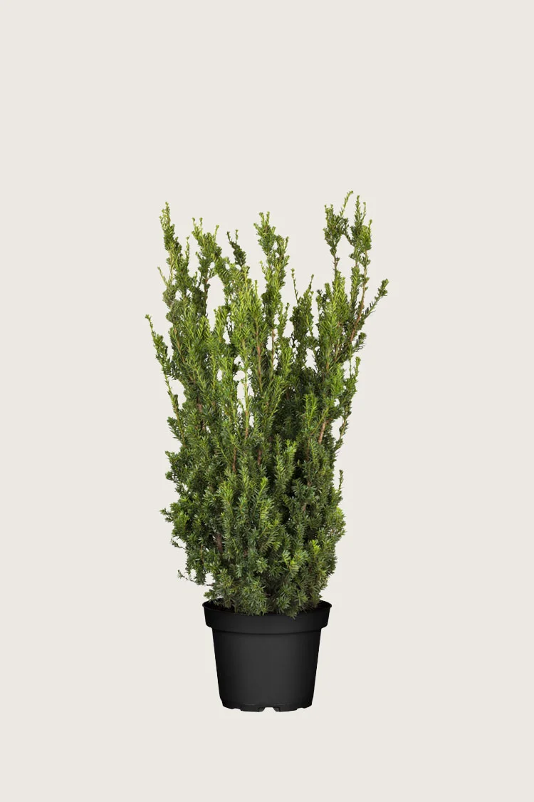 Taks Hillii 60cm Vel forgrenet | Plantinavia