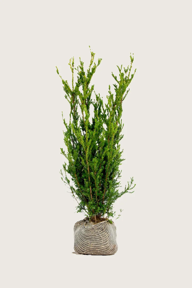 Taks Hillii 100cm Forgrenet | Plantinavia