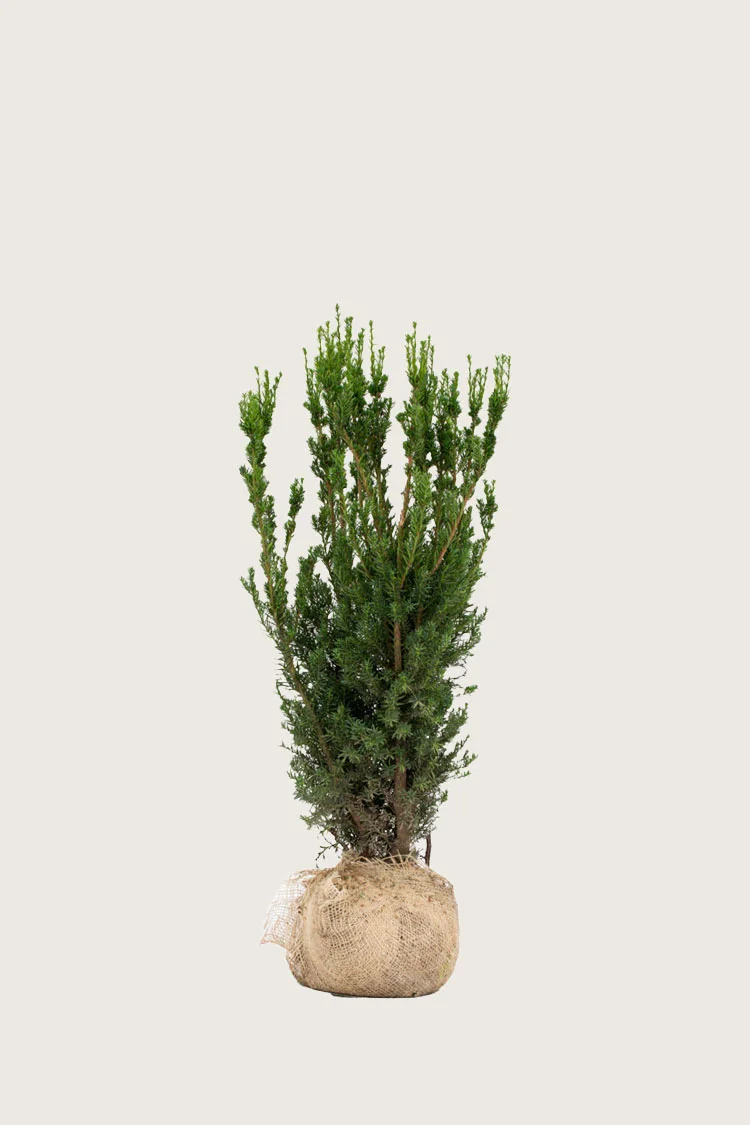 Taks Hillii 80cm Forgrenet | Plantinavia