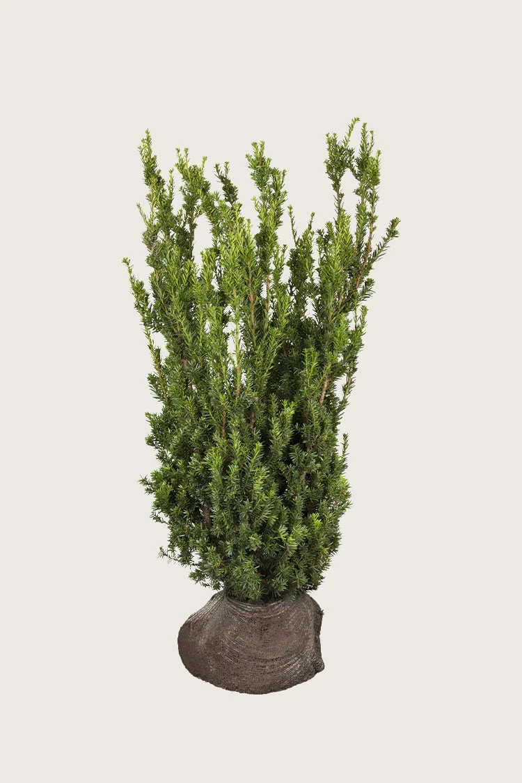 Taks Hillii 100cm Vel forgrenet | Plantinavia