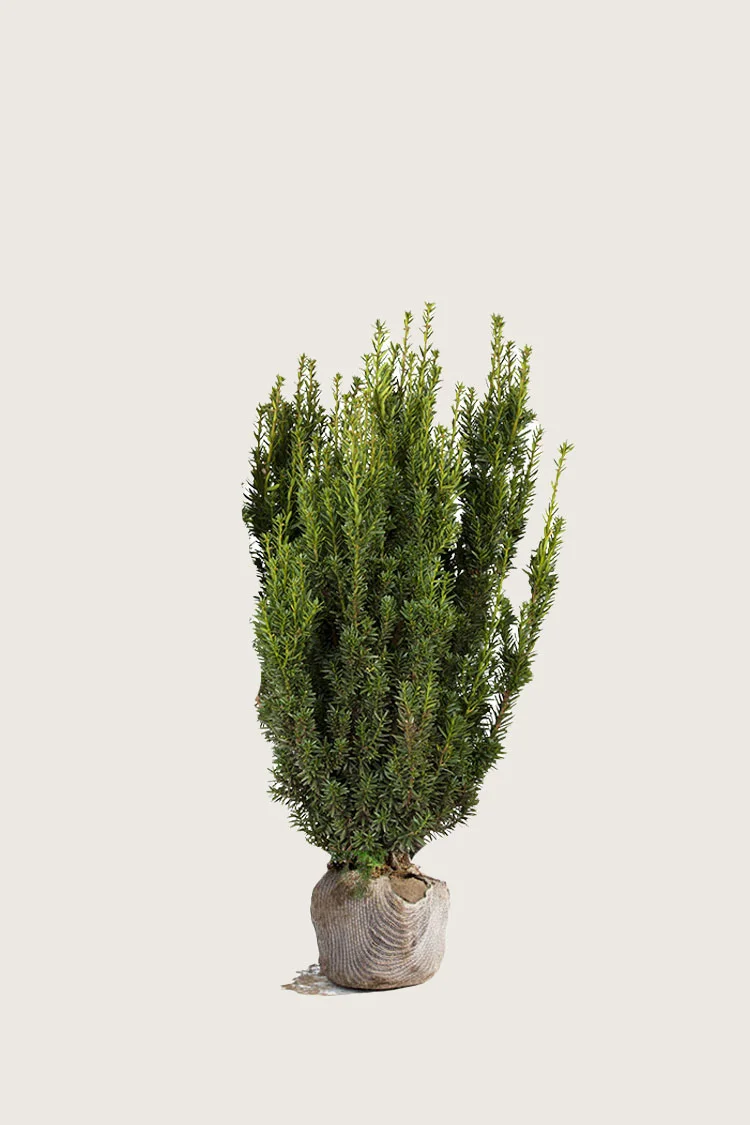 Taks Hillii 40cm Vel forgrenet | Plantinavia