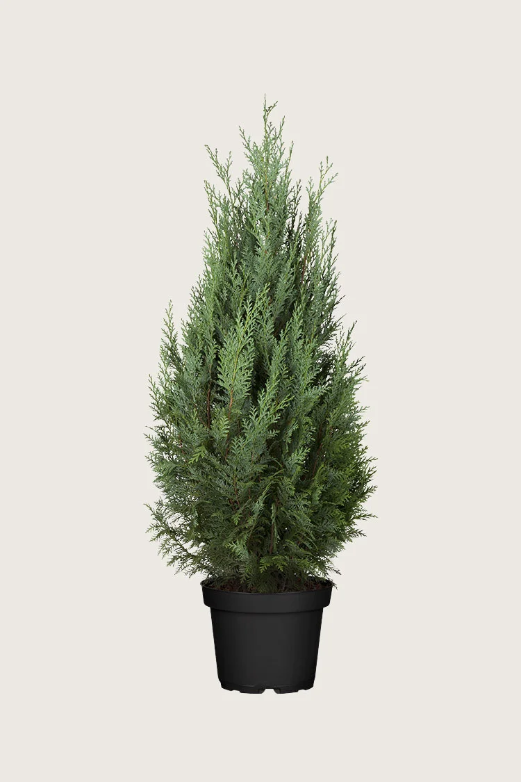 Thuja Columna 175cm Vel forgrenet | Plantinavia