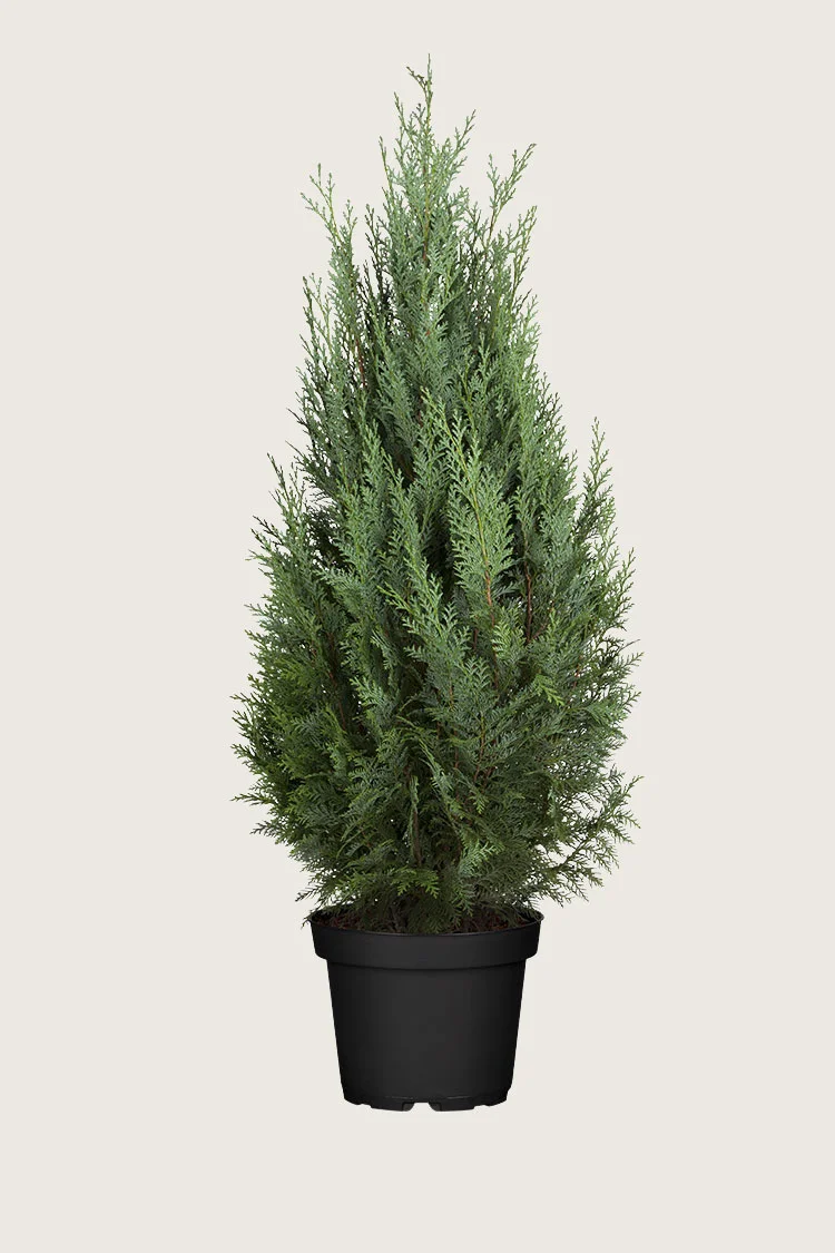 Thuja Columna 200cm Vel forgrenet | Plantinavia