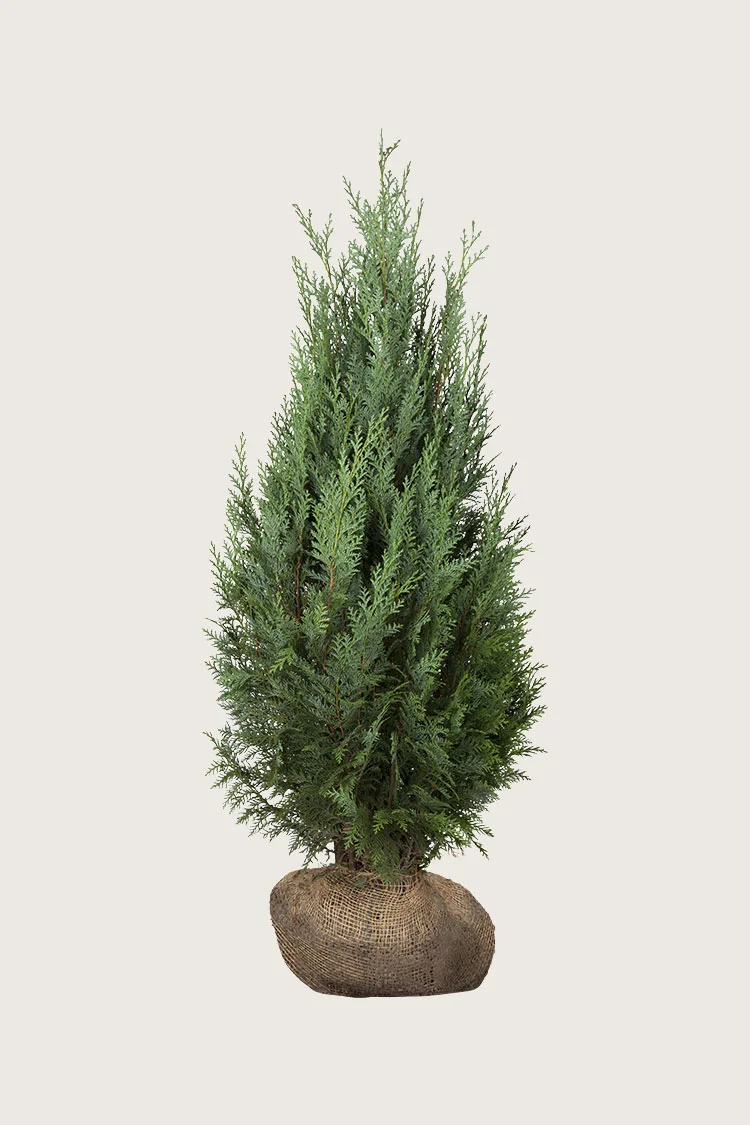 Thuja Columna 100cm Vel forgrenet | Plantinavia