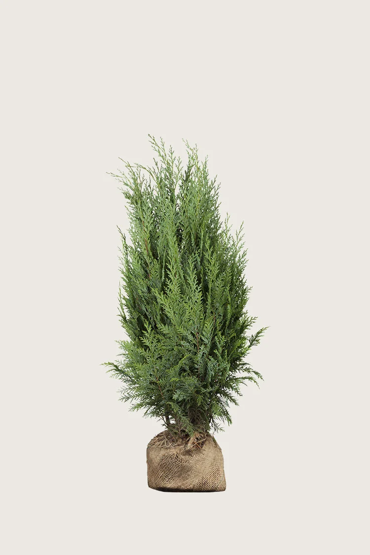 Thuja Columna 80cm Vel forgrenet | Plantinavia