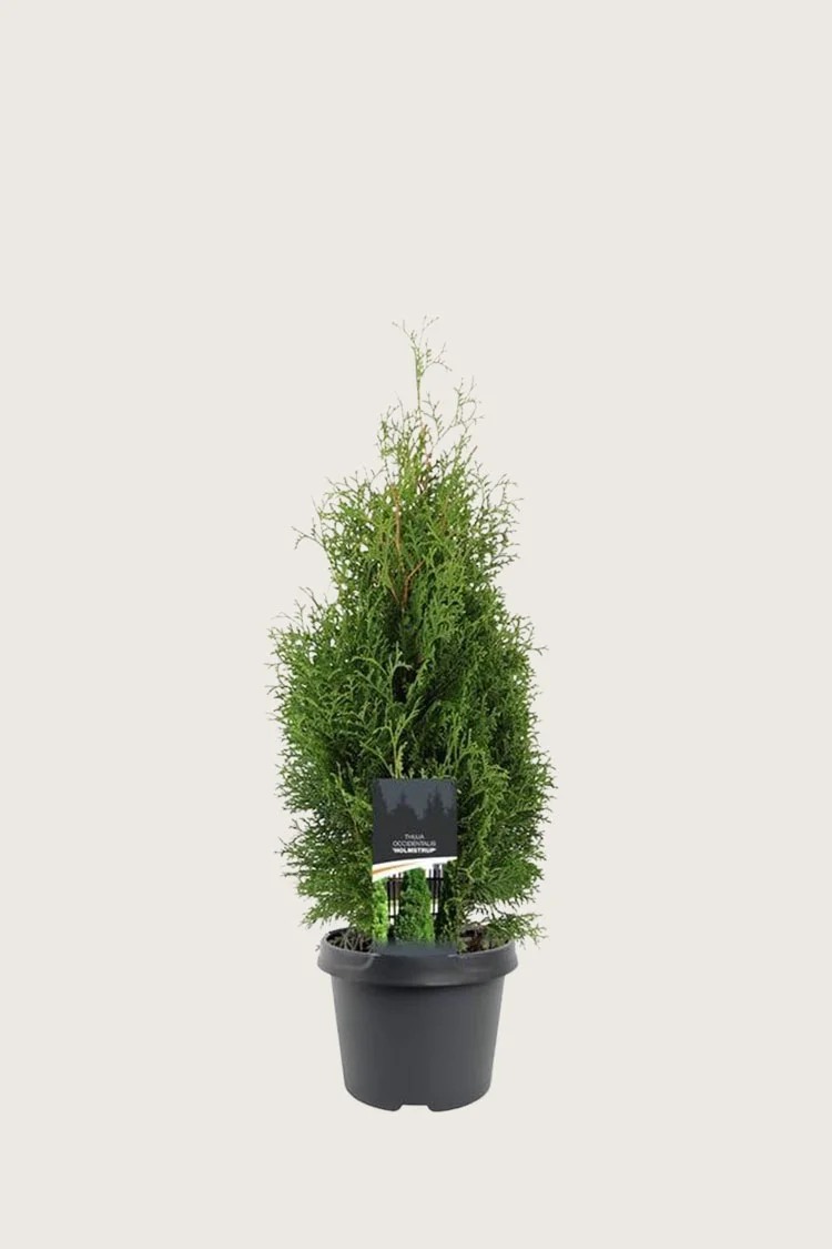 Thuja Holmstrup 100cm Vel forgrenet | Plantinavia