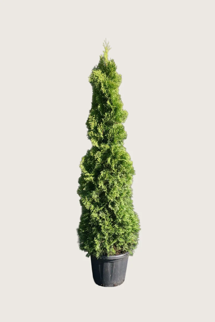 Thuja Holmstrup 125cm Vel forgrenet | Plantinavia