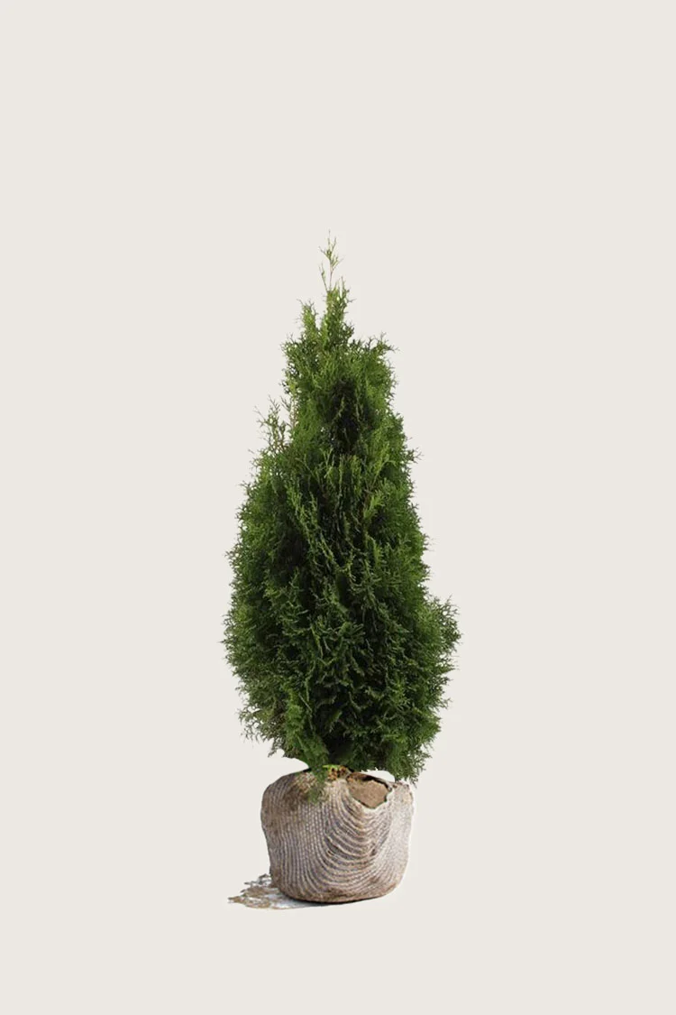 Thuja Holmstrup 100cm Vel forgrenet | Plantinavia
