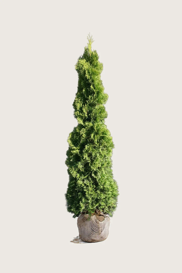 Thuja Holmstrup 200cm Vel forgrenet | Plantinavia