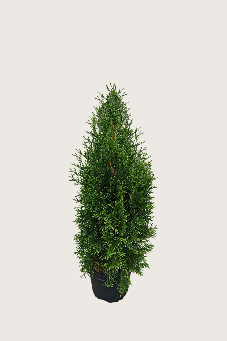 Thuja King of Brabant 80cm Forgrenet | Plantinavia