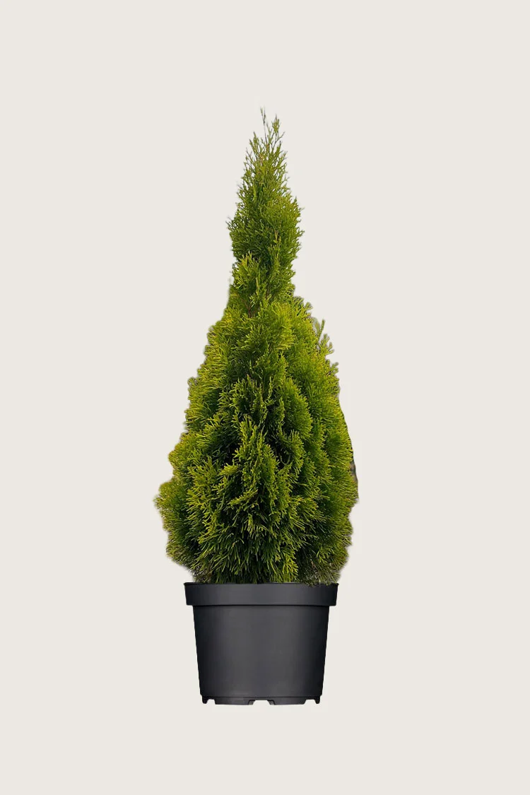 Thuja King of Brabant 100cm Vel forgrenet | Plantinavia