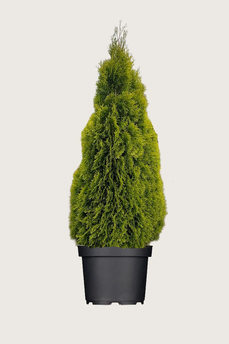Thuja King of Brabant 250cm Vel forgrenet | Plantinavia