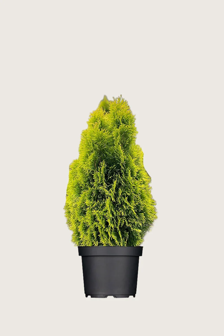 Thuja King of Brabant 80cm Vel forgrenet | Plantinavia