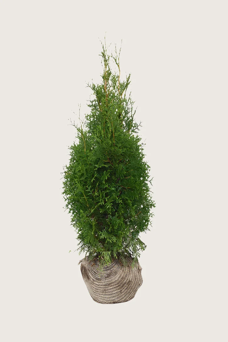 Thuja King of Brabant 125cm Forgrenet | Plantinavia