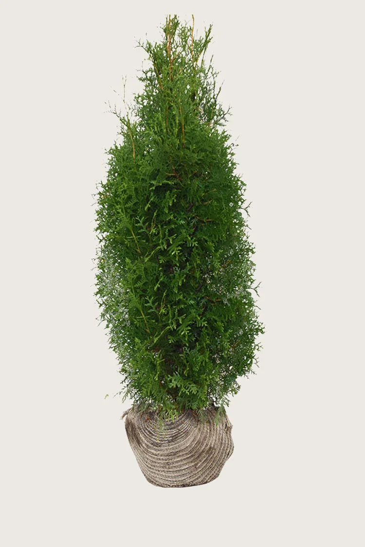 Thuja King of Brabant 350cm Forgrenet | Plantinavia