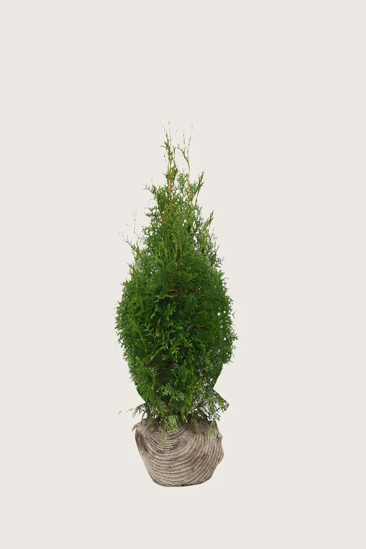 Thuja King of Brabant 80cm Forgrenet | Plantinavia
