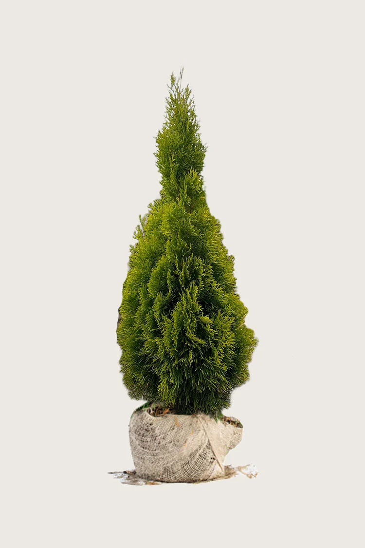 Thuja King of Brabant 100cm Vel forgrenet | Plantinavia