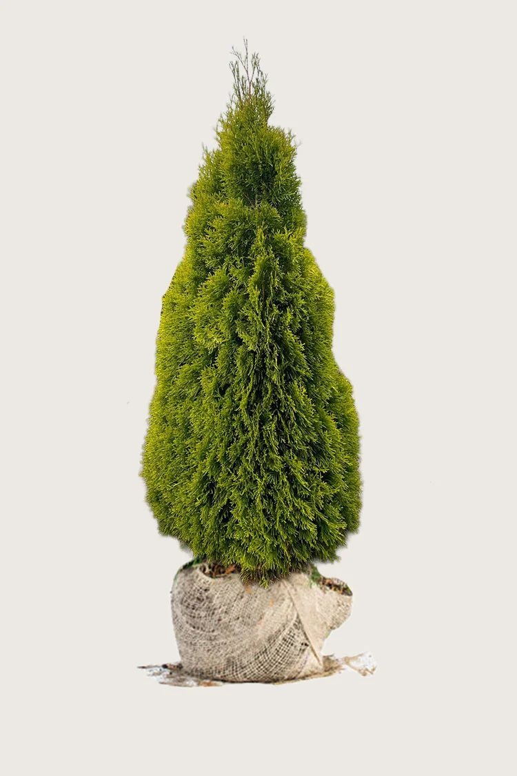 Thuja King of Brabant 225cm Vel forgrenet | Plantinavia