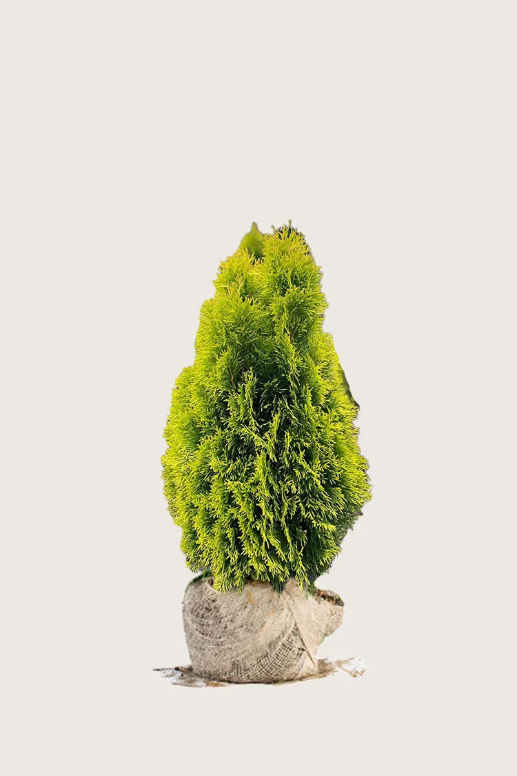 Thuja King of Brabant 80cm Vel forgrenet | Plantinavia