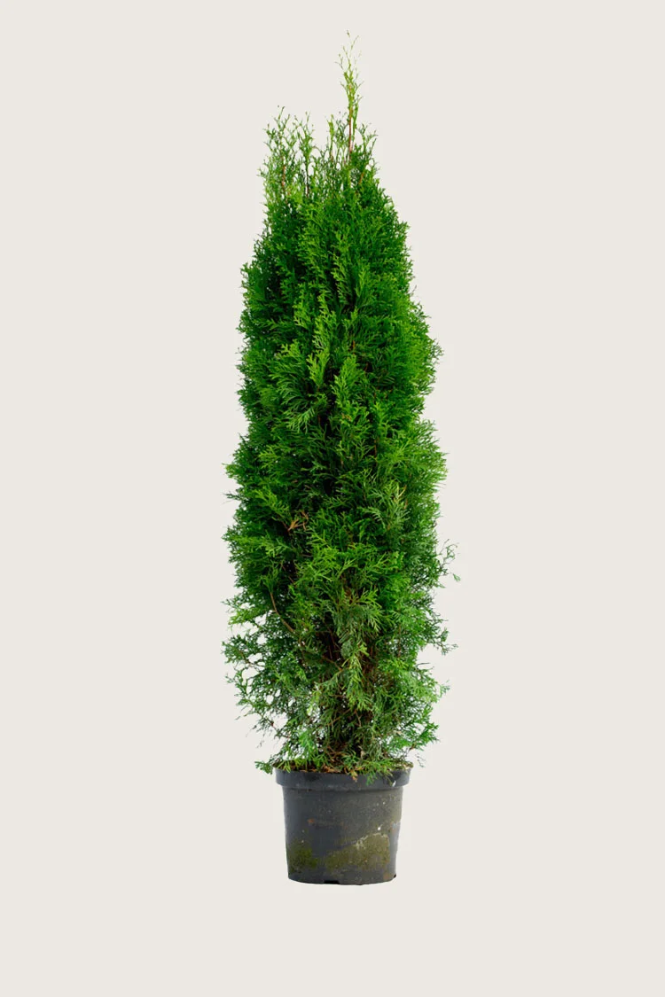 Thuja Smaragd 250cm Forgrenet | Plantinavia