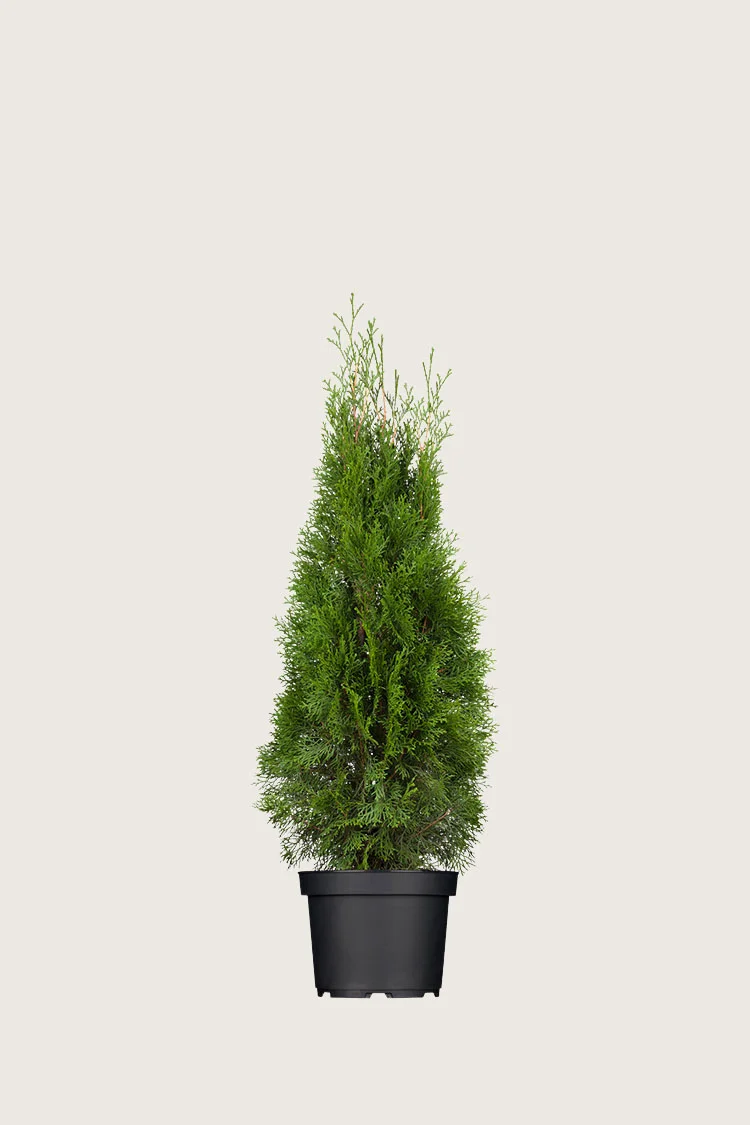 Thuja Smaragd 80cm Forgrenet | Plantinavia