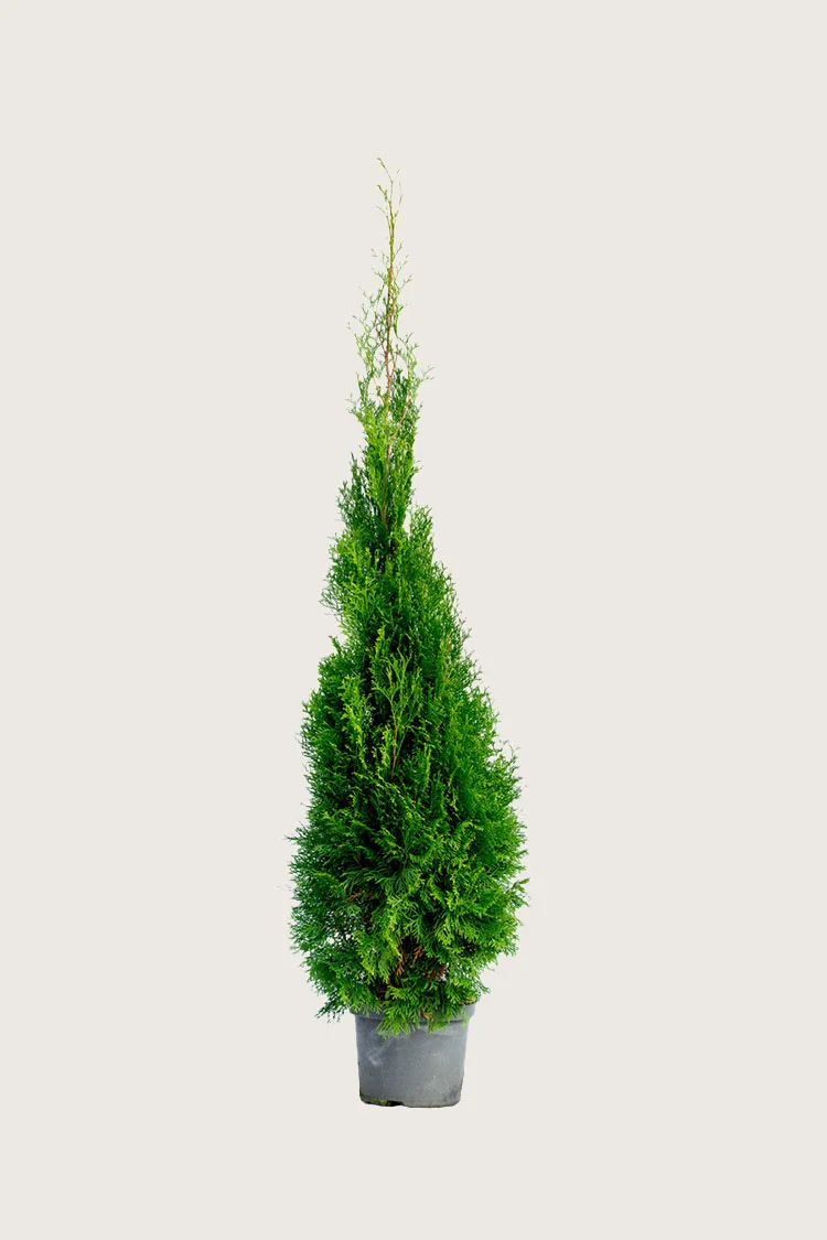 Thuja Smaragd 125cm Vel forgrenet | Plantinavia