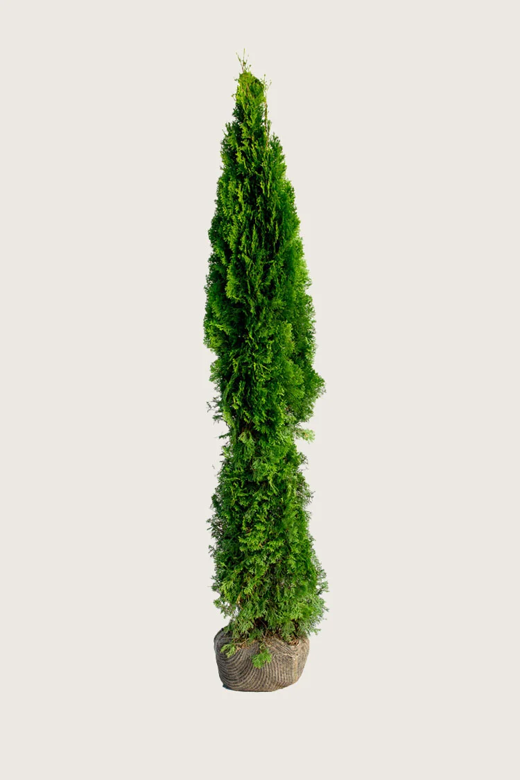Thuja Smaragd 250cm Forgrenet | Plantinavia
