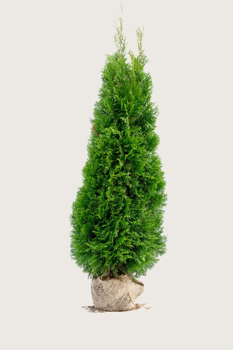 Thuja Smaragd 250cm Vel forgrenet | Plantinavia