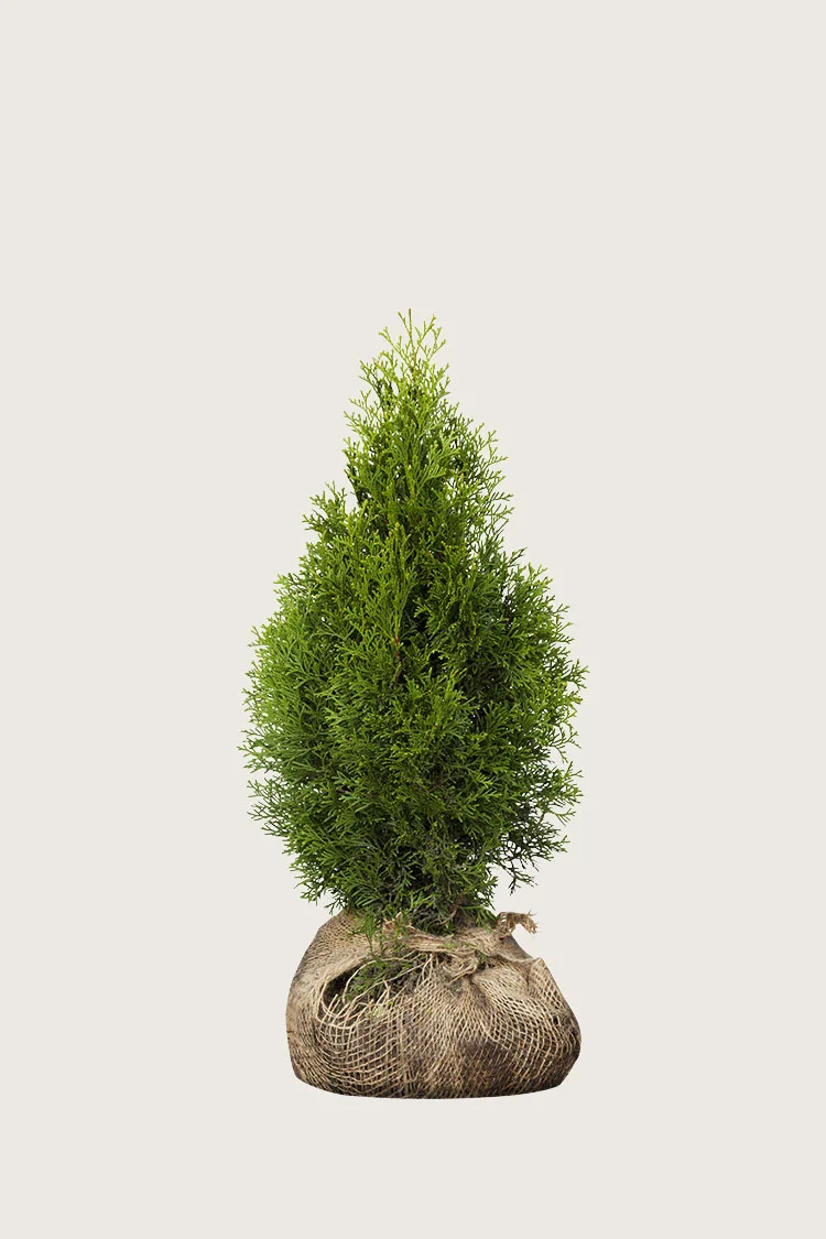 Thuja Smaragd 40cm Vel forgrenet | Plantinavia
