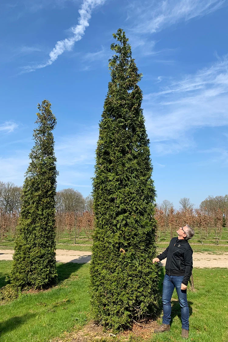 Thuja Smaragd 500cm Vel forgrenet | Plantinavia