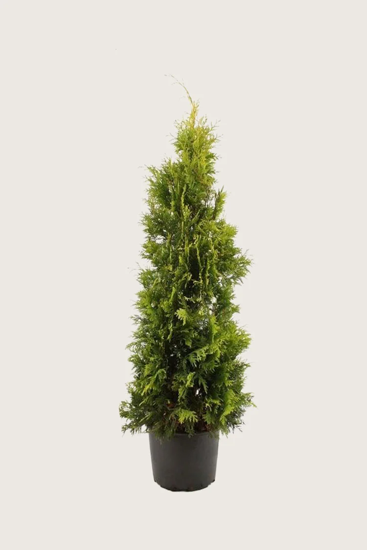 Thuja Yellow Ribbon 200cm Vel forgrenet | Plantinavia