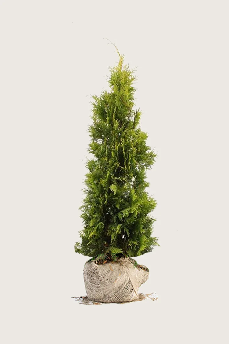 Thuja Yellow Ribbon 125cm Vel forgrenet | Plantinavia